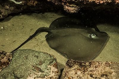 Night dive sting ray